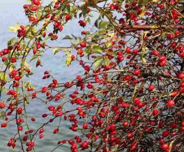 Gathering Rosehips and Making Rose Hip Tea Image